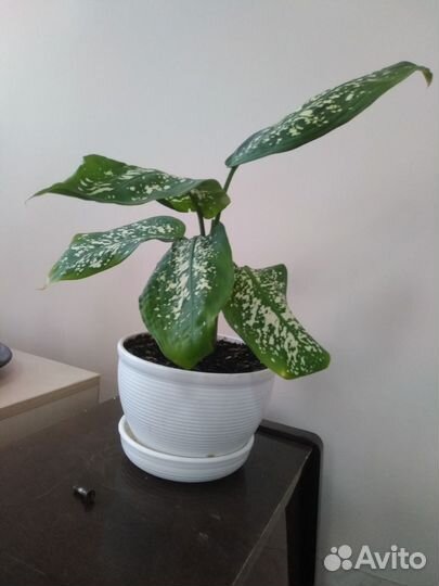 Диффенбахия