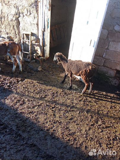 Овцы барашки