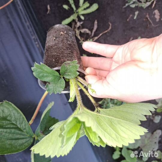 Клубника ремонтантная Мурано