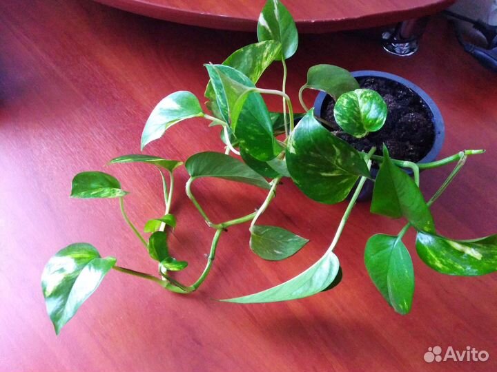 Сциндапсус (эпипремнум)