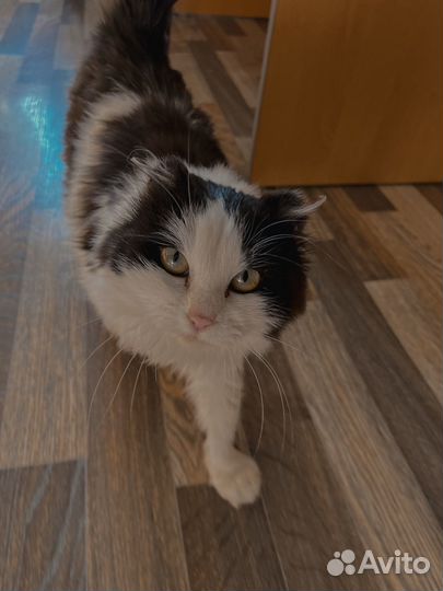 Кошечка в добрые руки