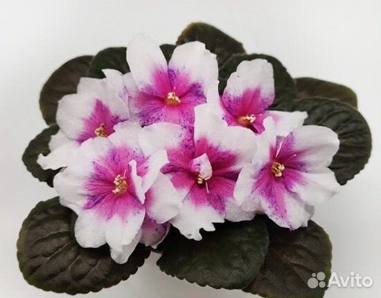 Сортовые фиалки