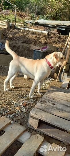 Щенки Лабрадора