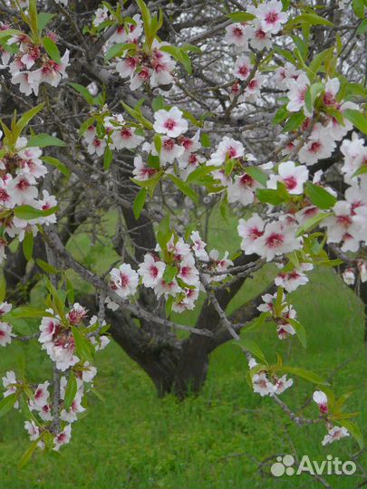 Миндаль Сладкий, семена на посадку