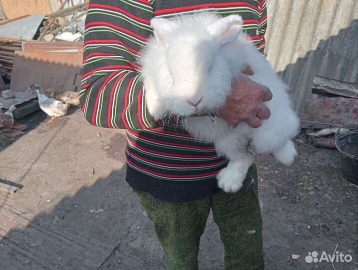 Продам пуховых кроликов