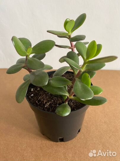 Красула (толстянка, денежное дерево)