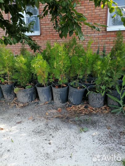 Туя восточная