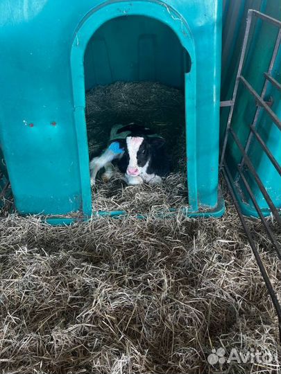 Отборные телята бычки быстрая доставка