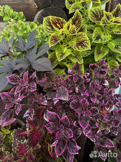 Колеусы вегетативные