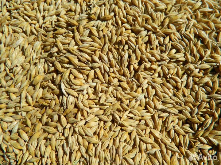 Зерно ячмень, пшеница