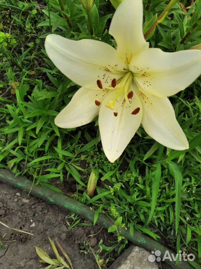 Цветы лилии садовые