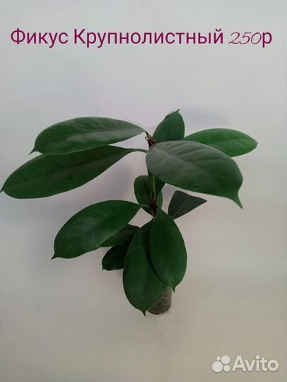 Комнатные растения Фикусы разные