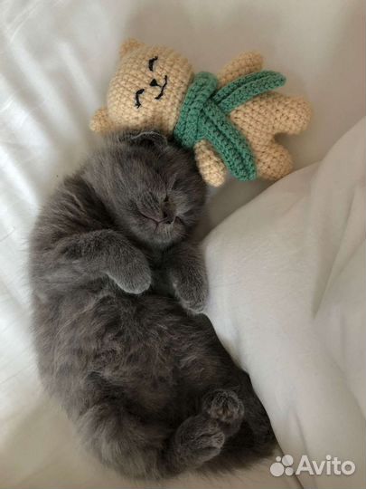 Британский котик ищет невесту (вязка)