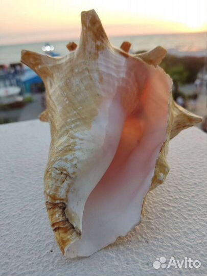 Ракушка морская большая