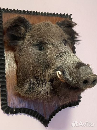 Чучело головы кабана