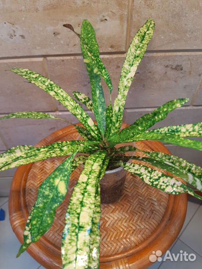 Кодиеум кротон 