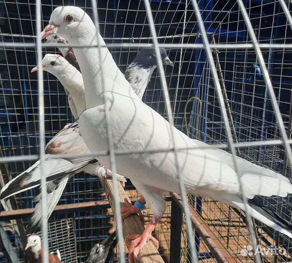 Продам бойных голубей
