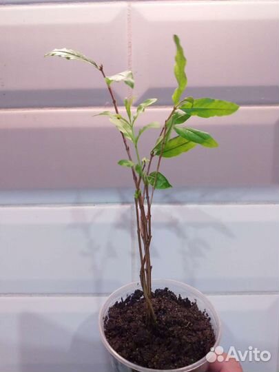 Гранат комнатный