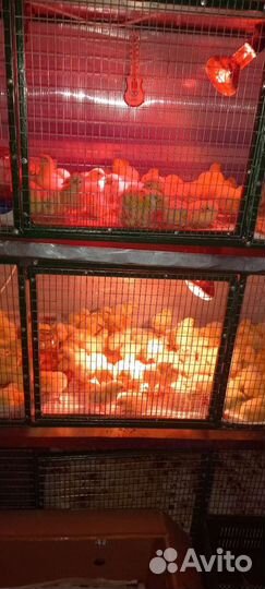 Цыплята, индюшата, бройлер,гусята,утята,мулард