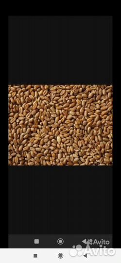 Пшеница яровая