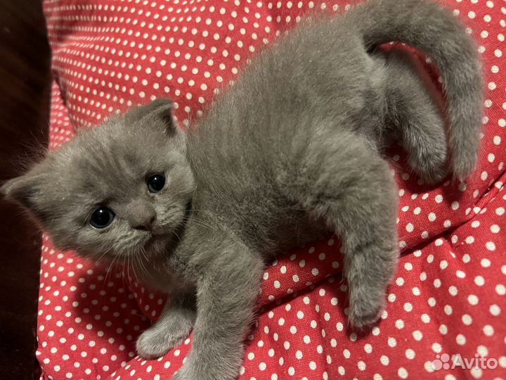 Вислоухие шотландские котята