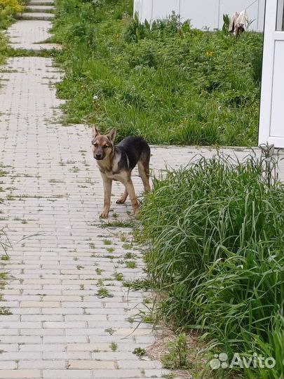 Девочка-щенулька ищет добрых хозяев