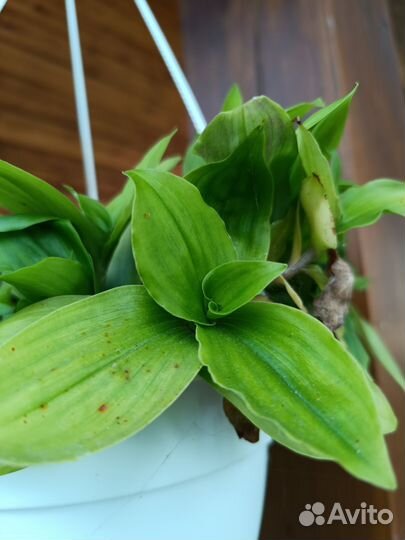 Трагесканции