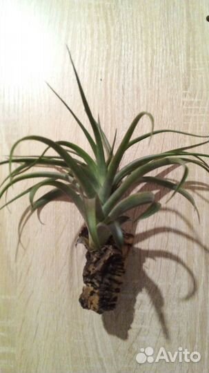 Тилландсия атмосферная