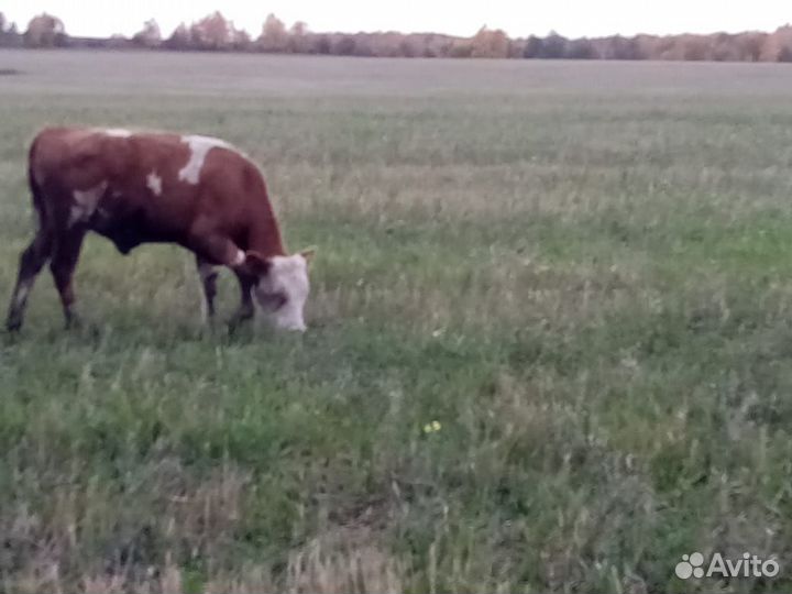 Бычки и телки