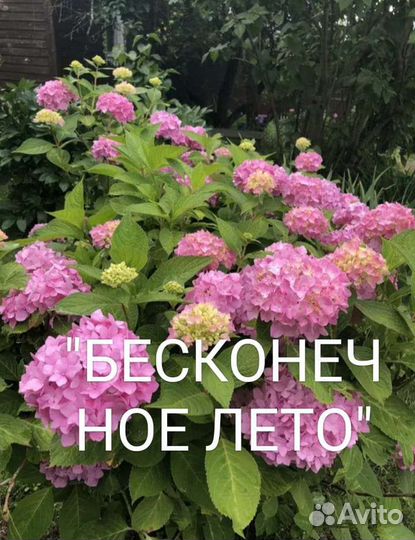 Цветы