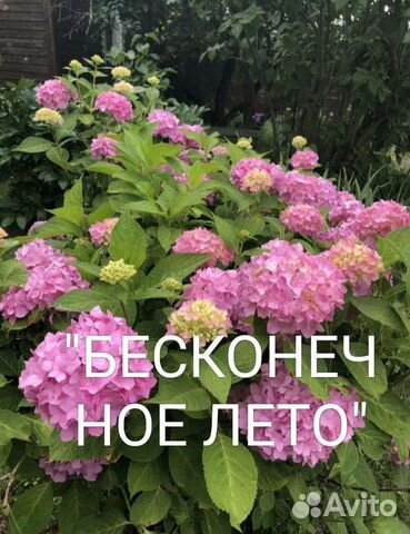 Цветы