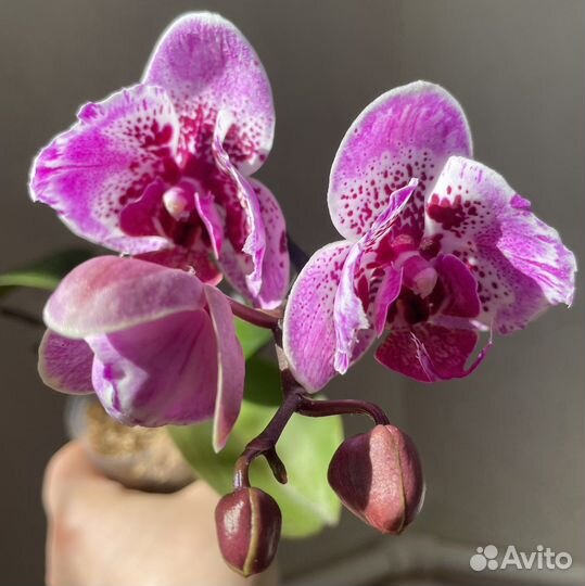 Орхидея фаленопсис бабочка от Son Ya, Sa-57