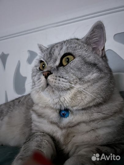 Кот ищет кошечку