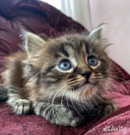 Котята в любящие ручки