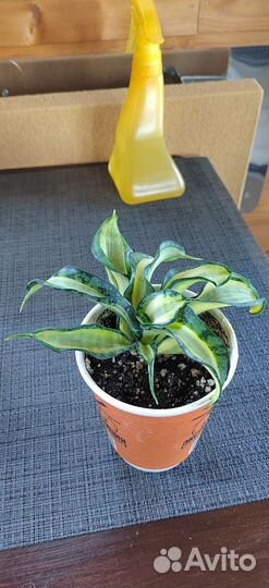 Сансевиерия Винтовая Венди