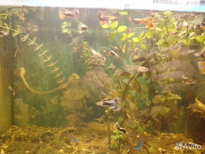 Аквариумные рыбки гуппи