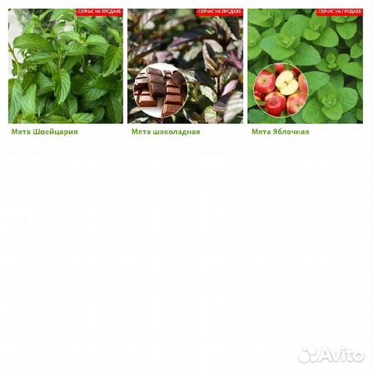 Рассада Мяты с разными ароматами