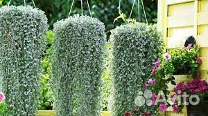 Ампельные растения дихондра,плектрантус