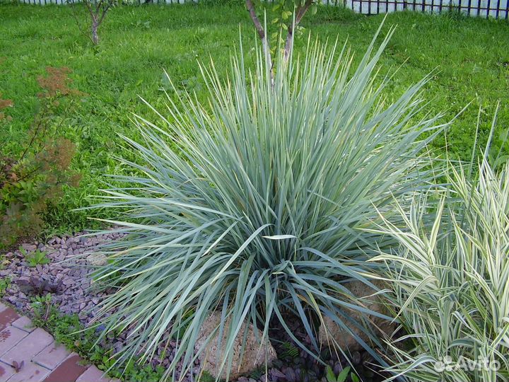 Элимус с голубым отливом