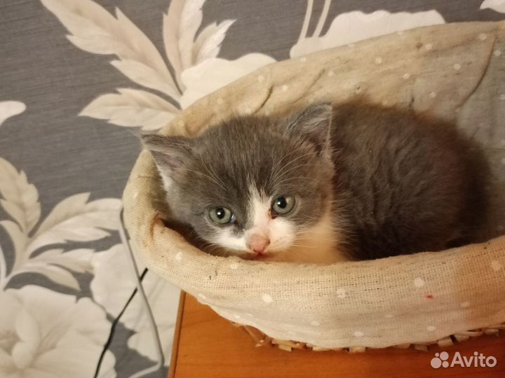 Котёнок мальчик в добрые руки