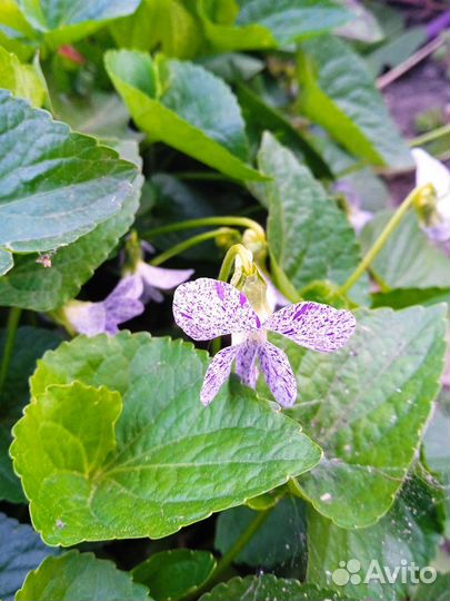 Гейхера и садовые растения