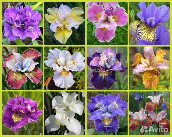 Клематис Руж Кардинал 2л горшок и др.сорта