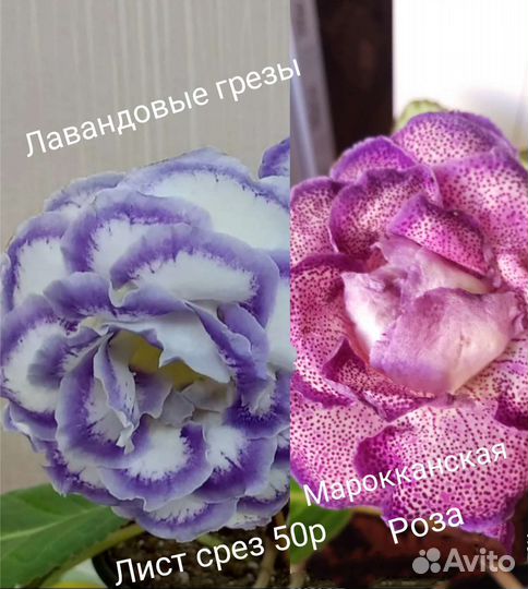 Глоксиния листики