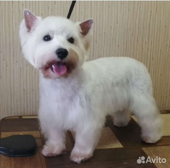 Стрижка собак и кошек