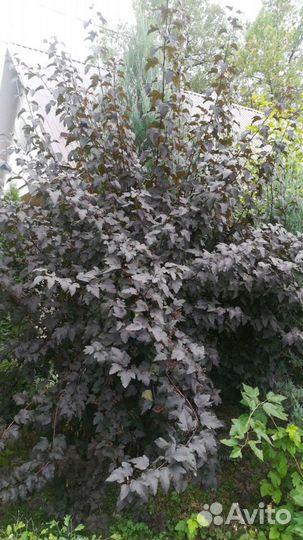 Кустарники