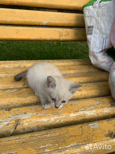 Очень красивый, крошечный котенок на улице