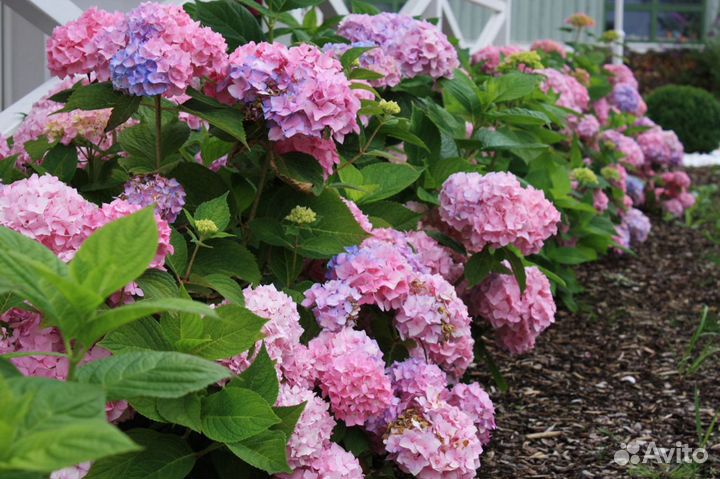 Питомник-С реализует крупнолистовые гортензии