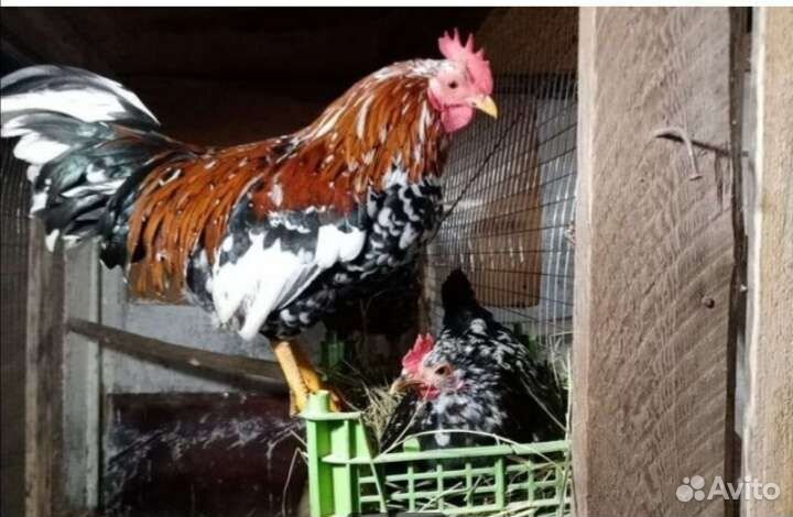 Породистые куры утки