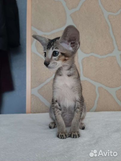 Ориентальные котята