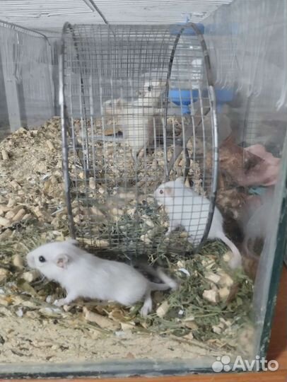 Пара песчанок с клеткой